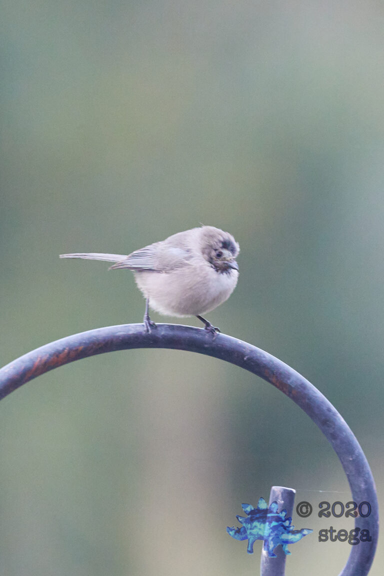 Blurry Bald Bushtit