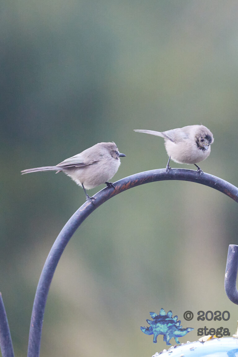 Balding Bushtits