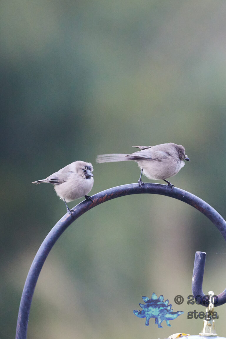Bushtits