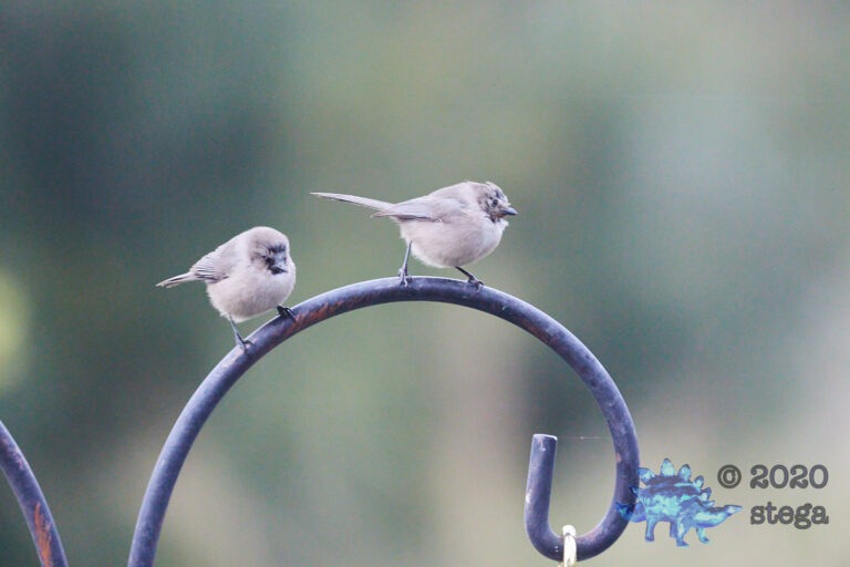 Balding Bushtits