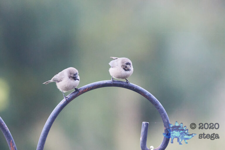 Bushtits