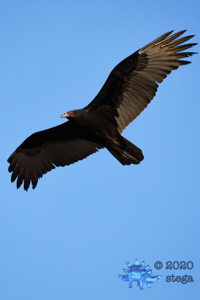 Turkey Vulture