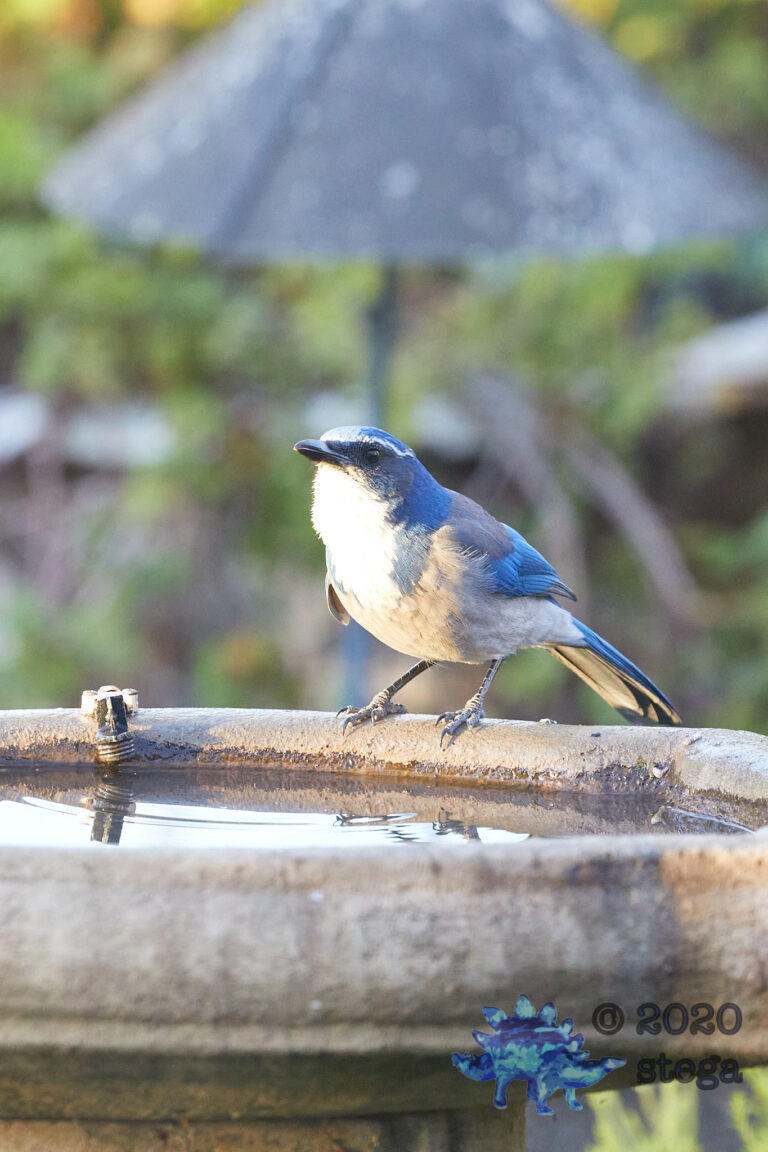 California Scrub Jay