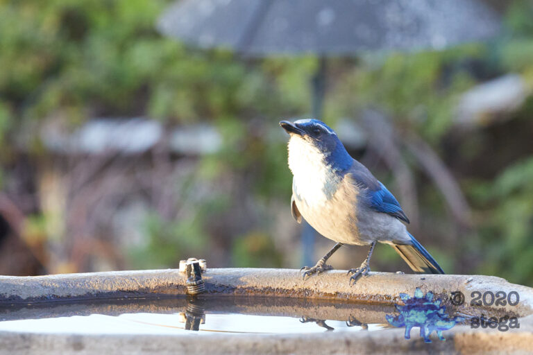 California Scrub Jay