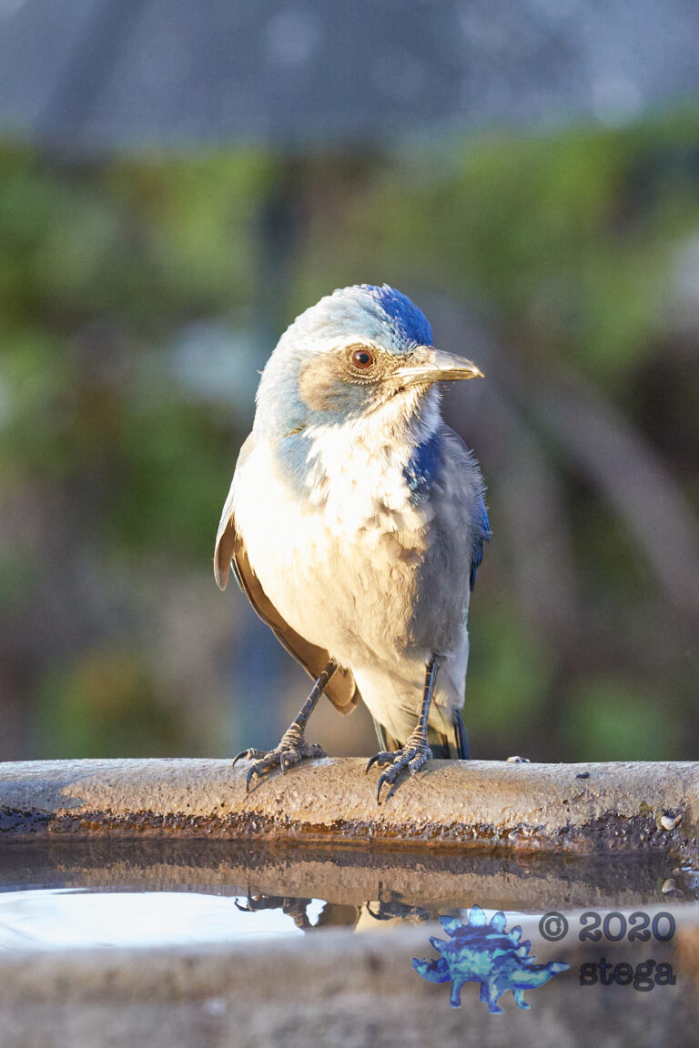 California Scrub Jay