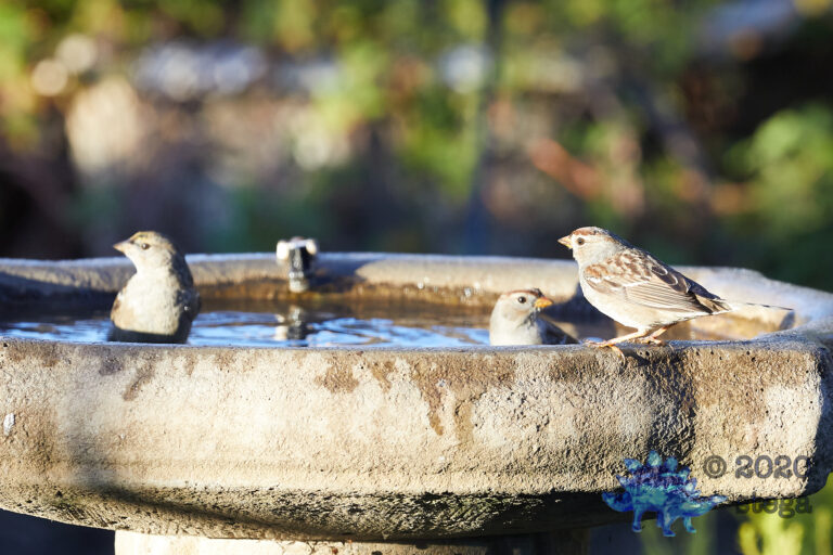 Sparrows at the Bath