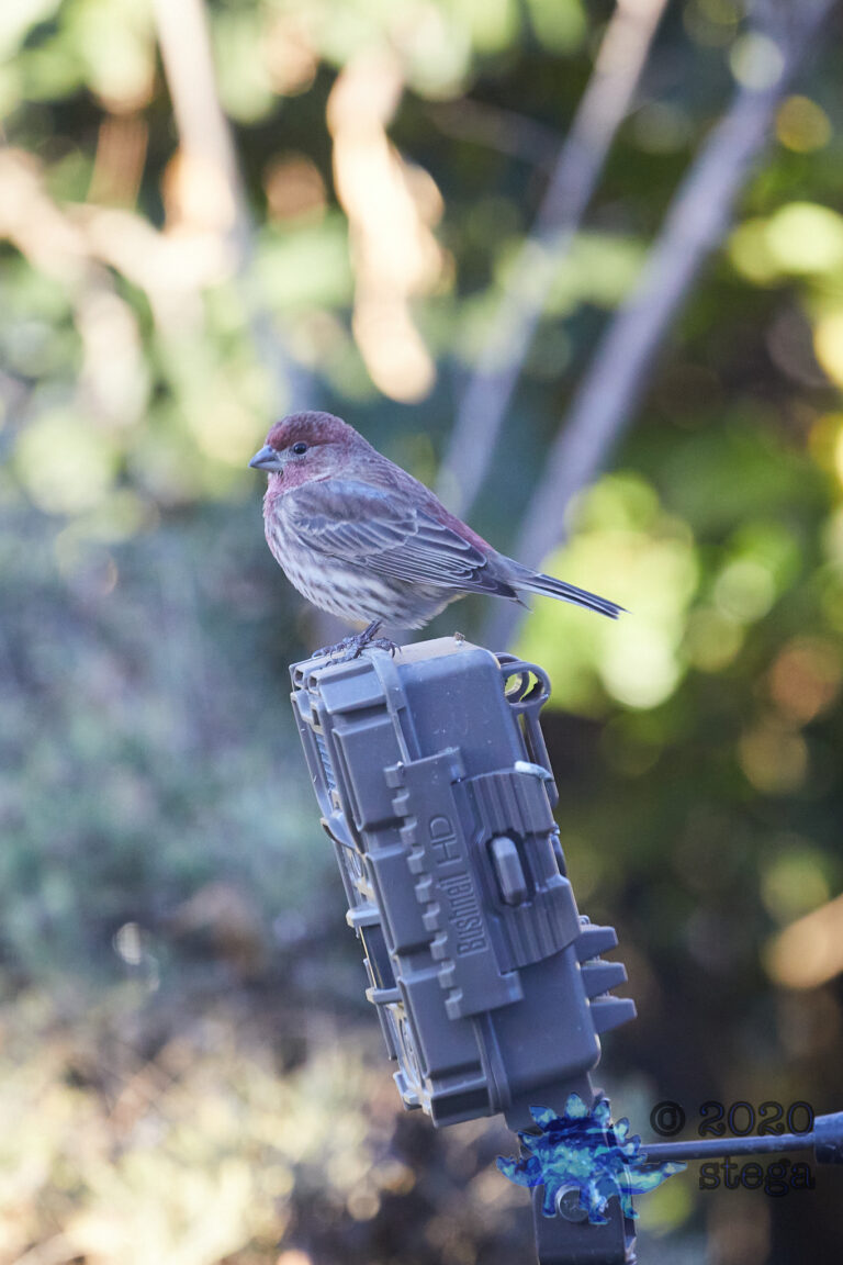 House Finch