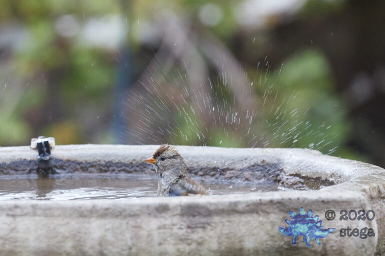 White-Crowned Sparrow