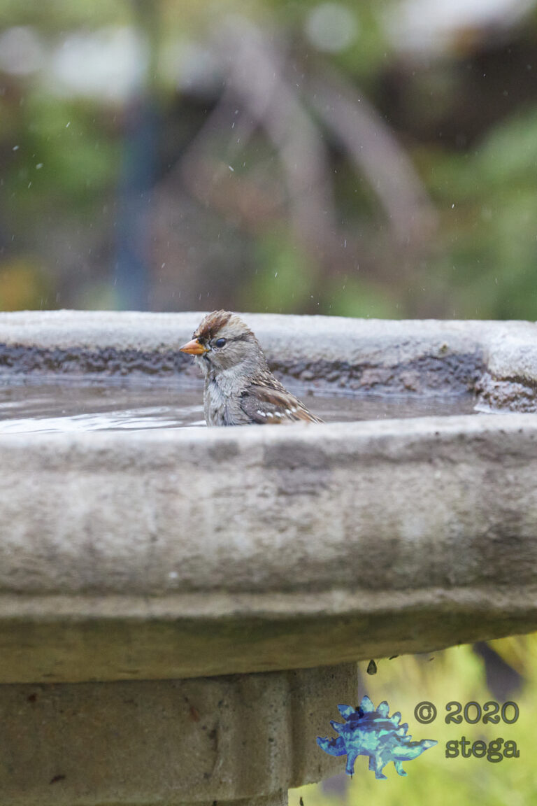 White-Crowned Sparrow