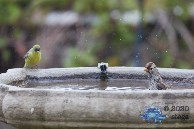 Lesser Goldfinch and Chipping Sparrow