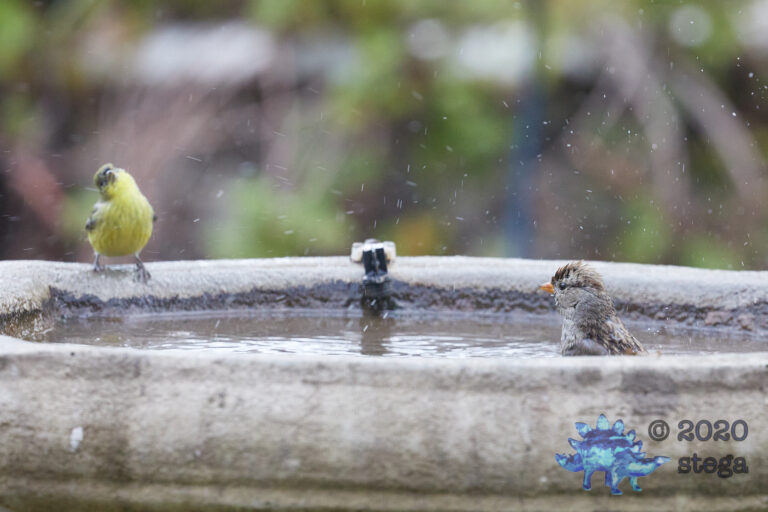 Splashy Sparrow