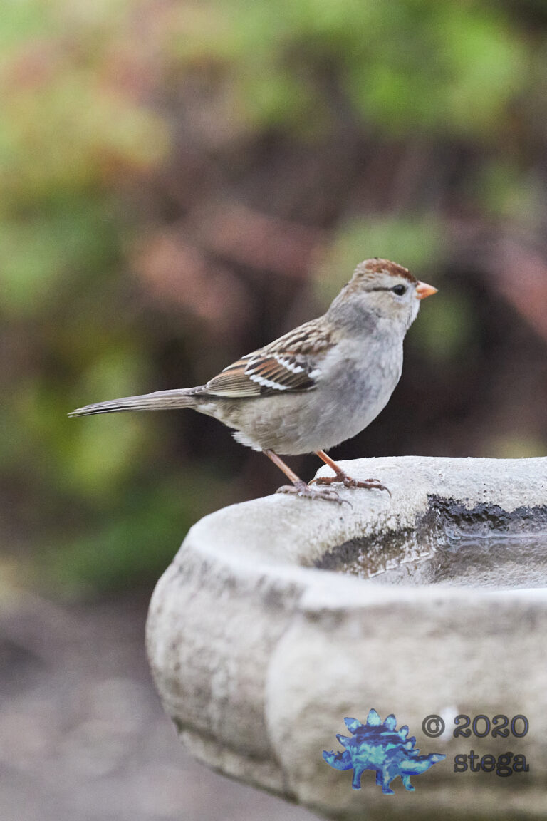 White Crowned Sparrow