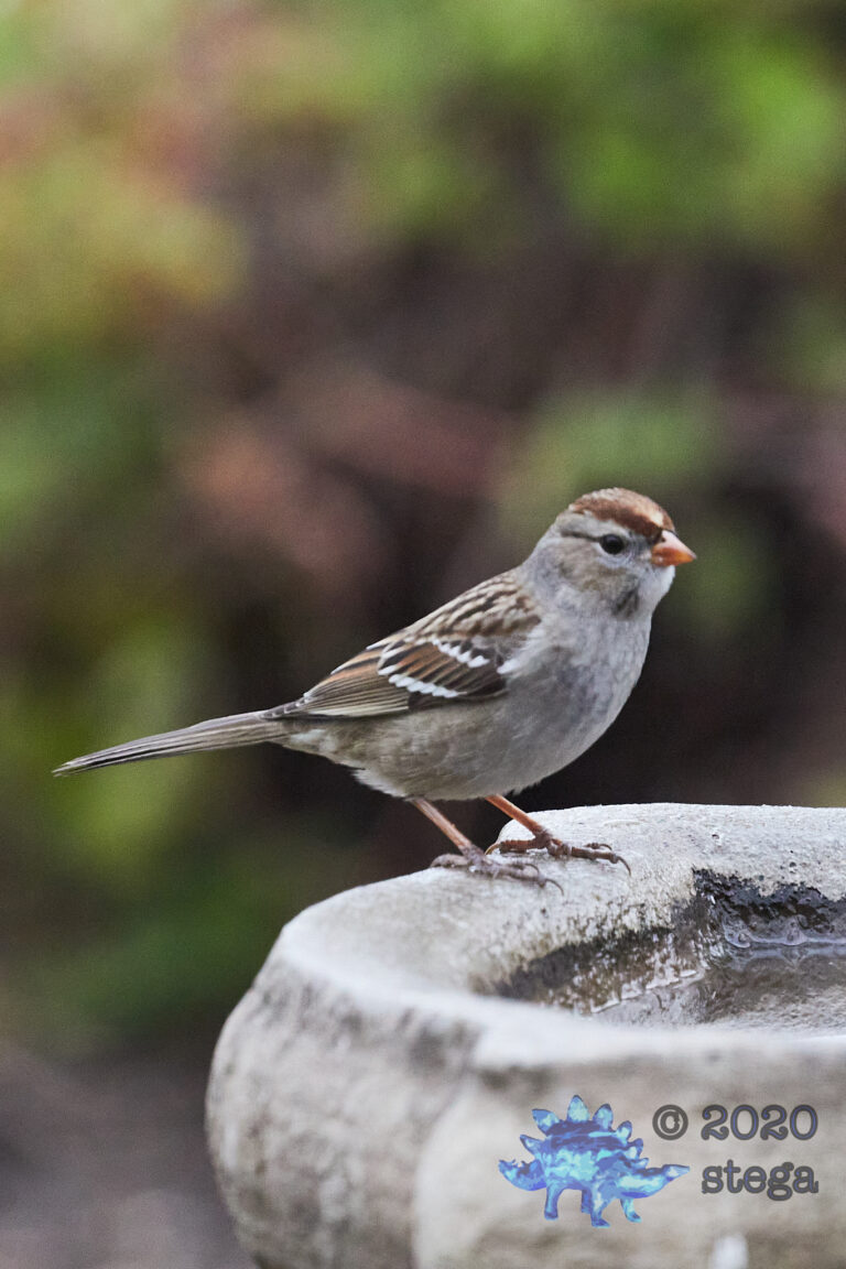 White-Crowned Sparrow