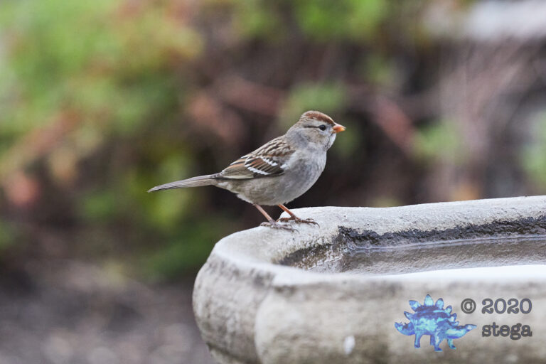 White-Crowned Sparrow