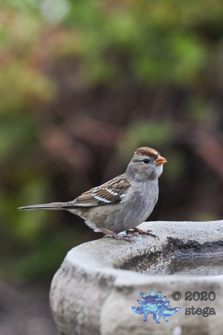 White-Crowned Sparrow