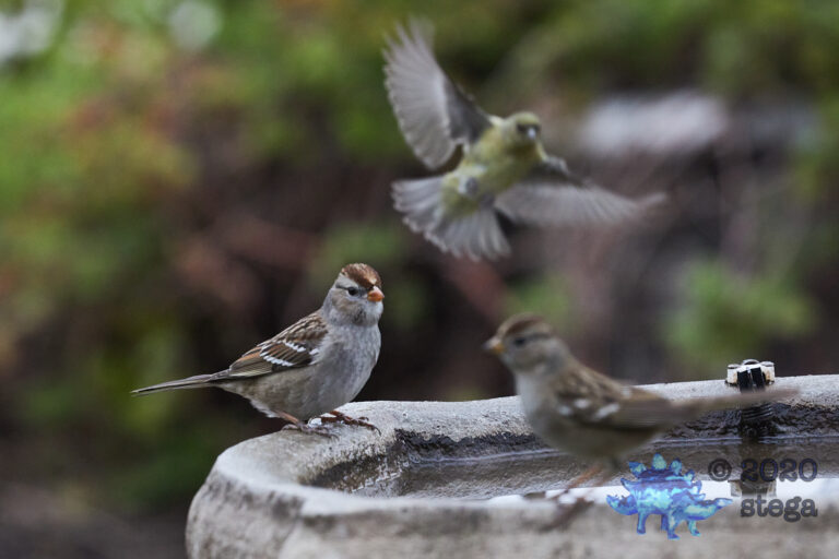 White-Crowned Sparrow