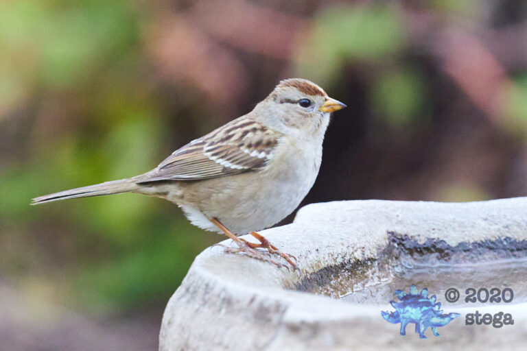 White-Crowned Sparrow