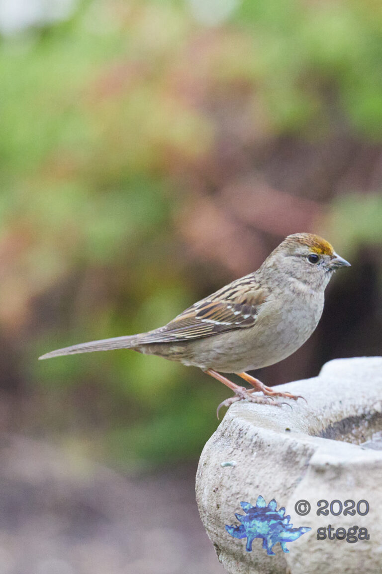 Gold-Crowned Sparrow