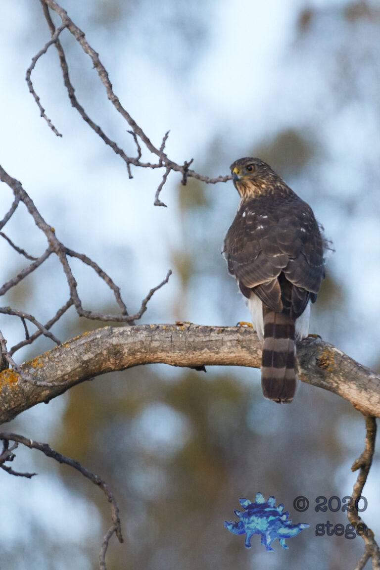 Cooper’s Hawk