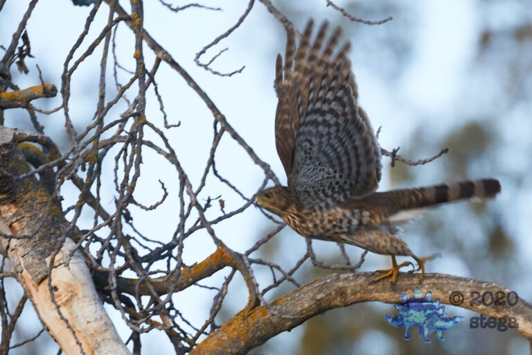 Blurry Cooper’s hawk
