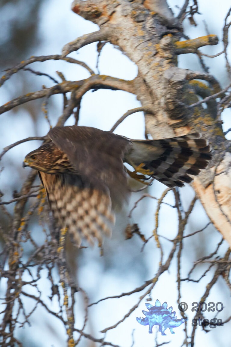 Blurry Cooper’s hawk