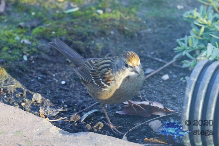 Gold-Crowned Sparrow