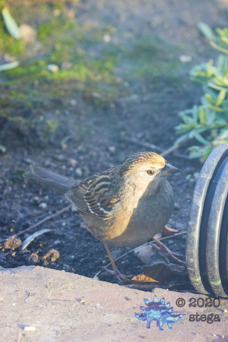 Gold-Crowned Sparrow