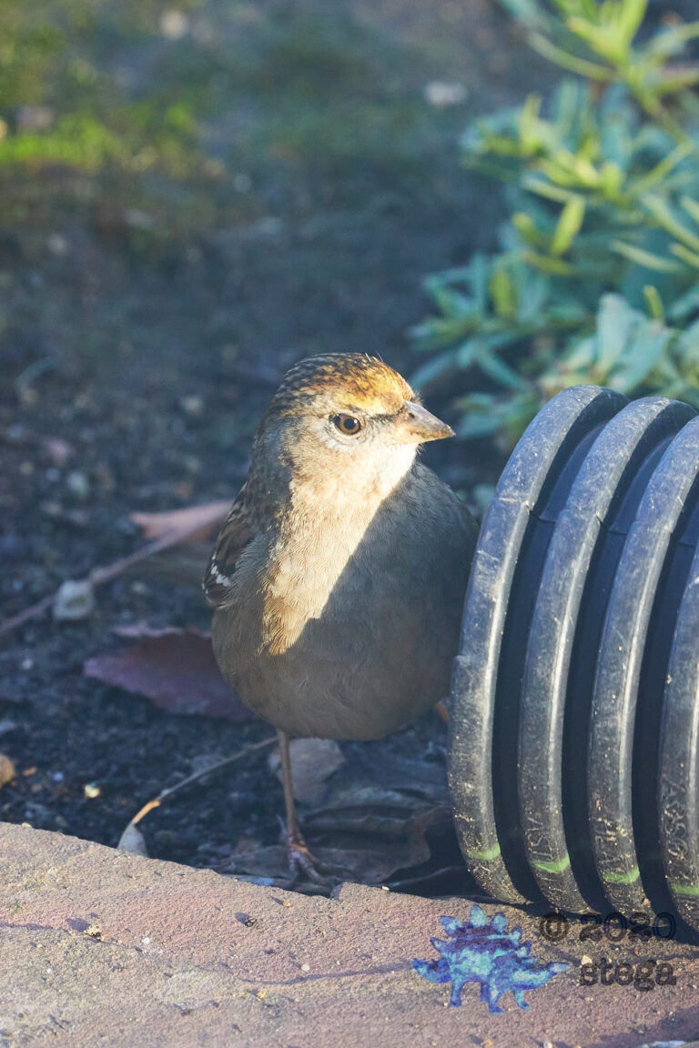 Gold-Crowned Sparrow