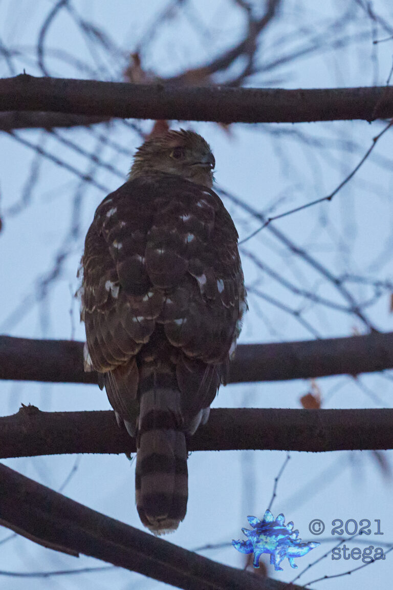 Cooper’s Hawk at Dusk