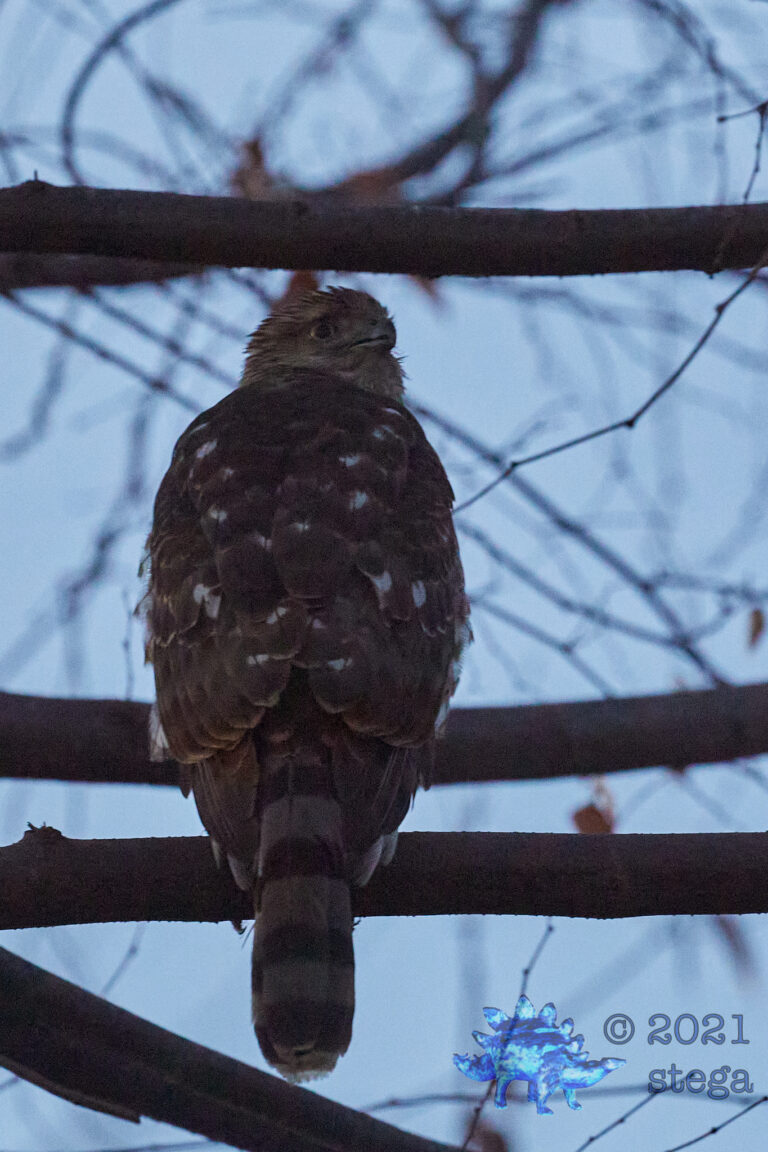 Cooper’s hawk