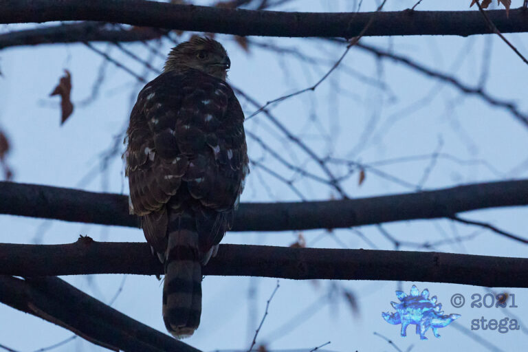 Cooper’s Hawk