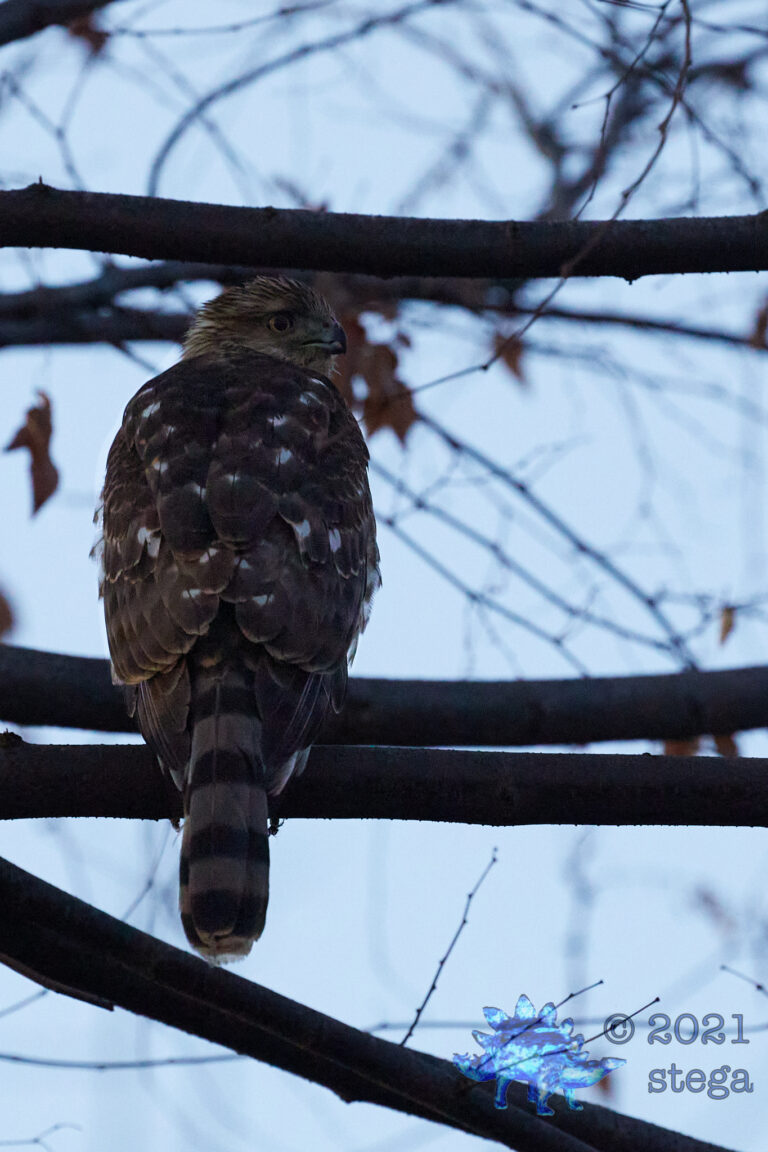 Cooper’s hawk