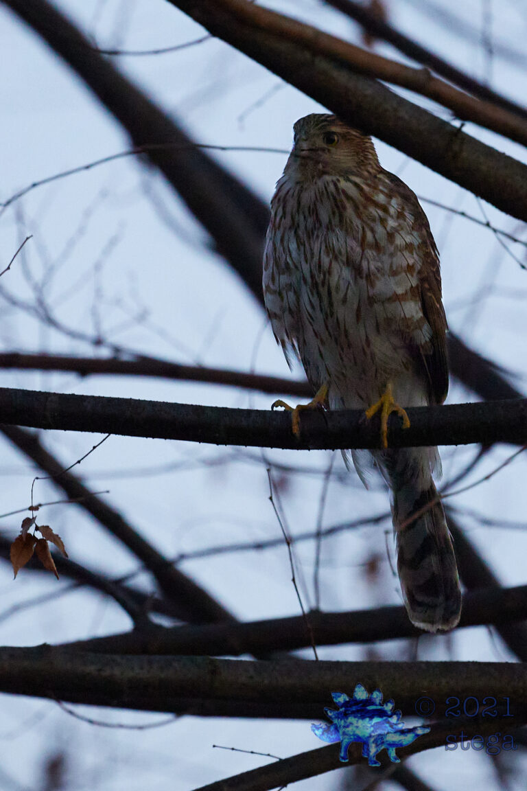 Cooper’s Hawk at Dusk