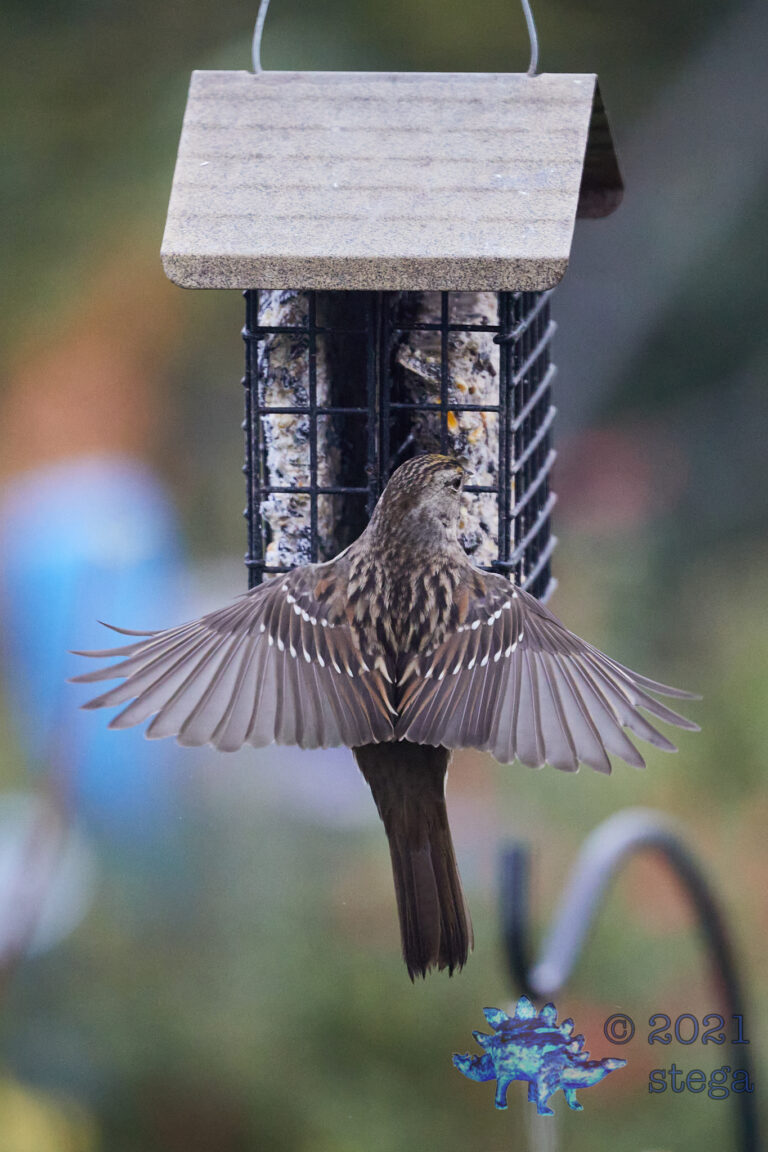 Gold-Crowned Sparrow