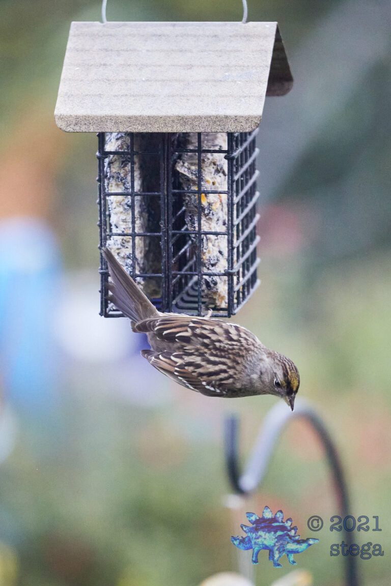Gold-Crowned Sparrow