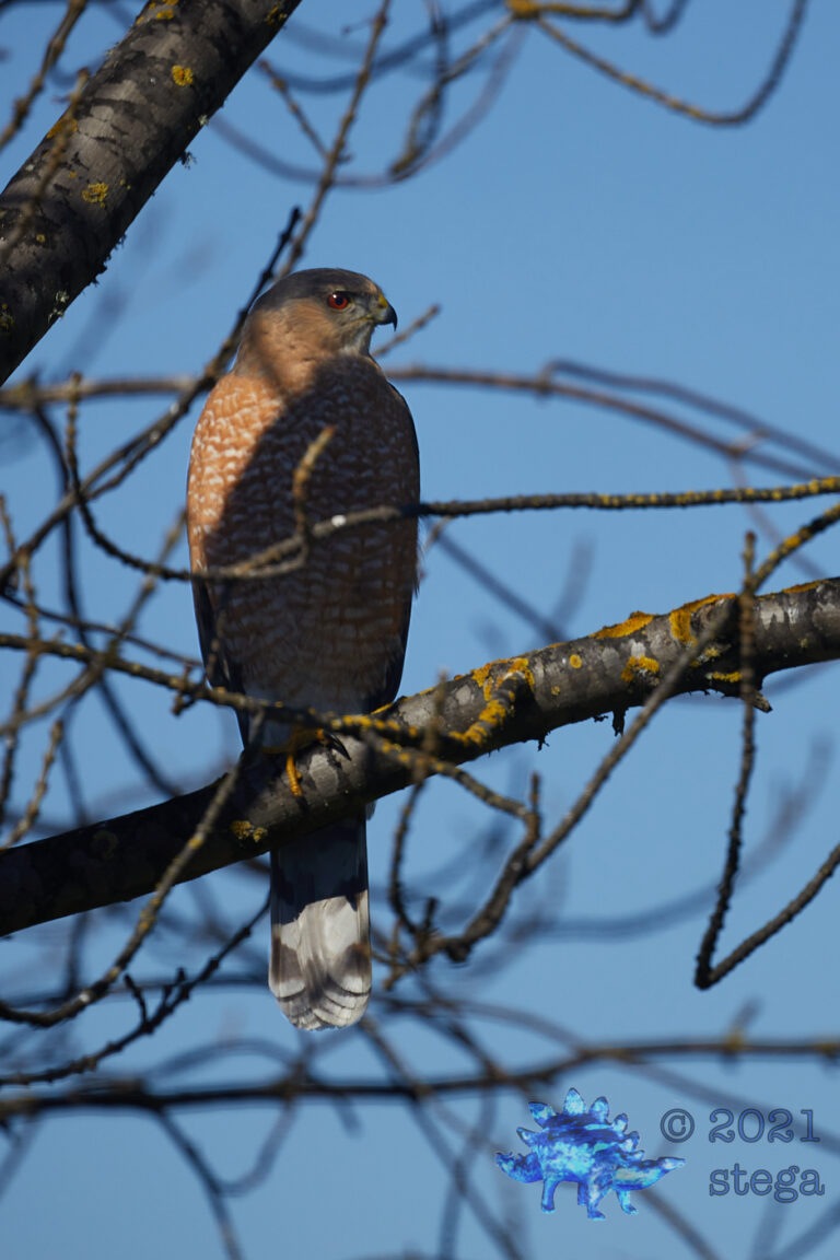 Cooper’s hawk