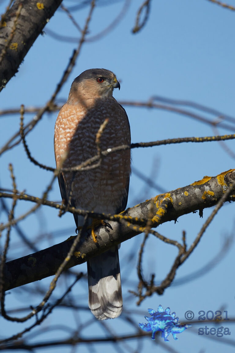 Cooper’s hawk