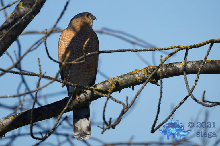 Cooper’s hawk