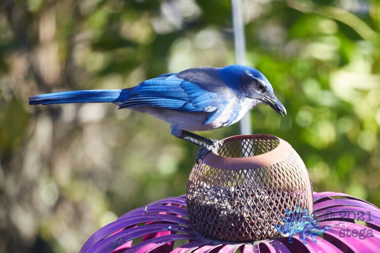 California Scrub Jay