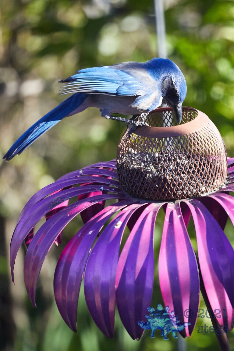 California Scrub Jay