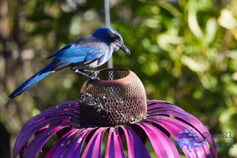 California Scrub Jay