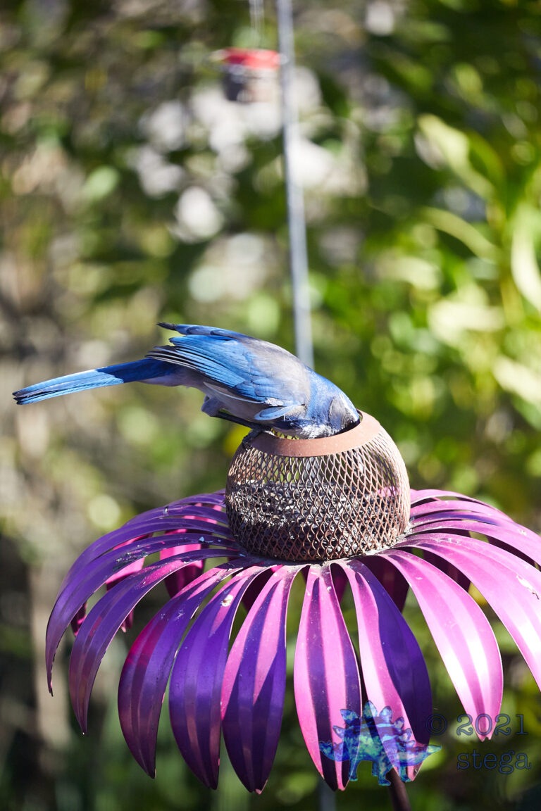 California Scrub Jay