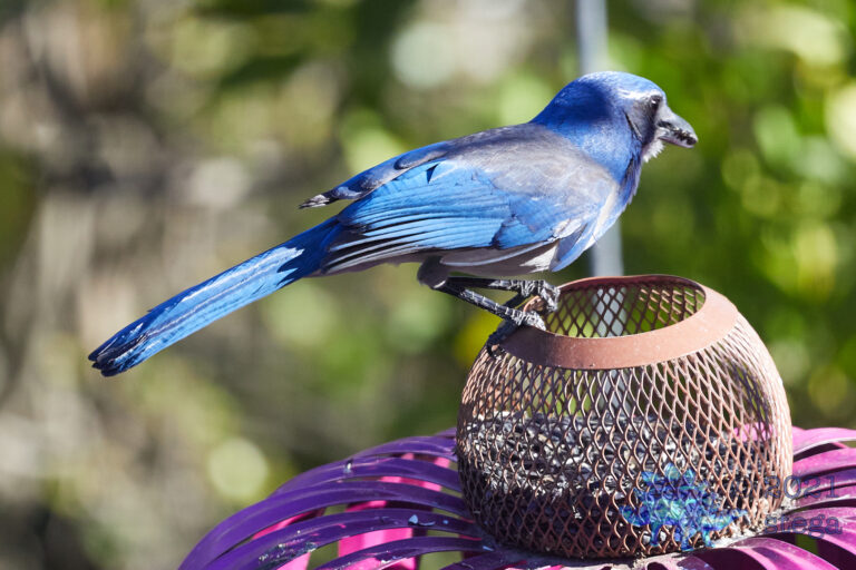 California Scrub Jay
