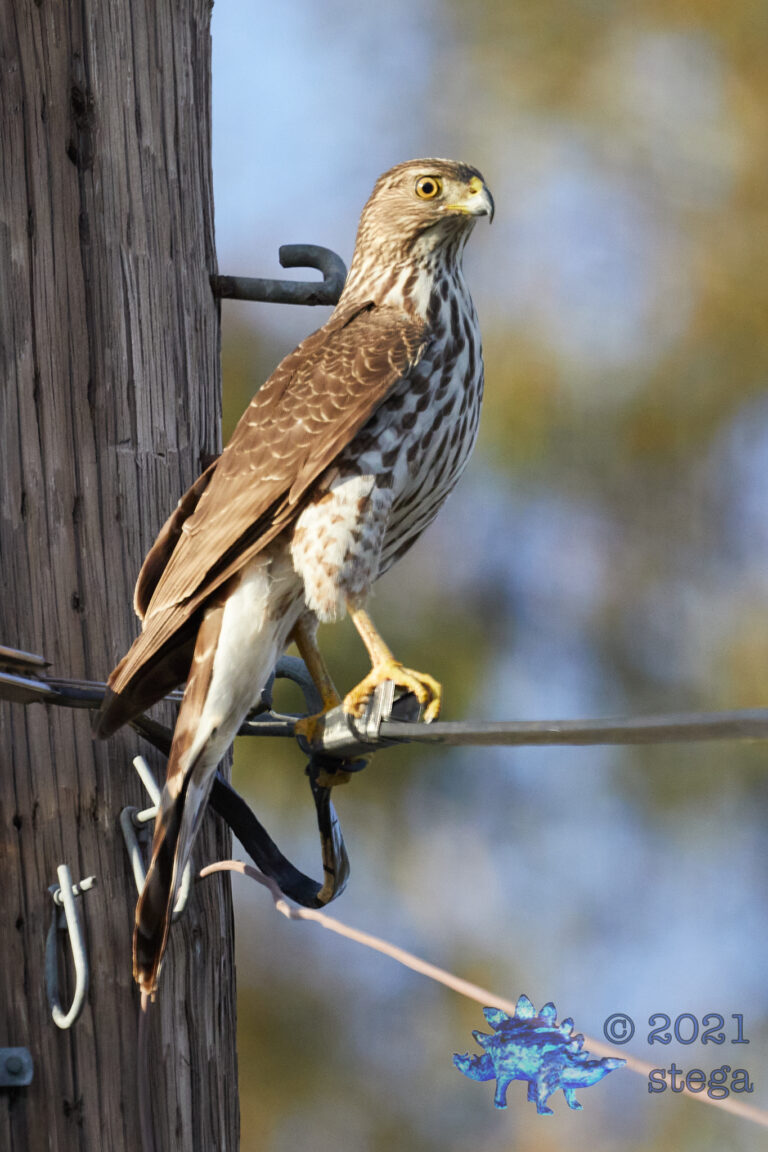 Cooper’s Hawk