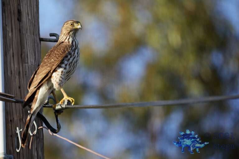 Cooper’s hawk
