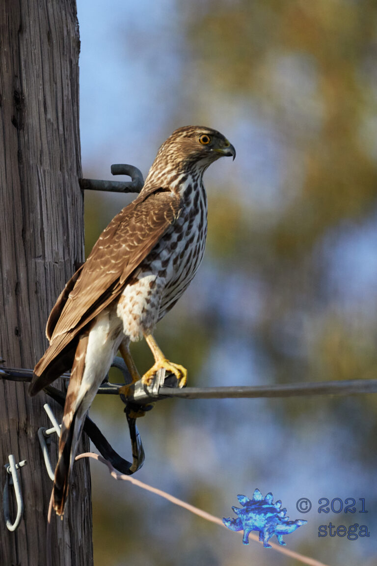 Cooper’s hawk
