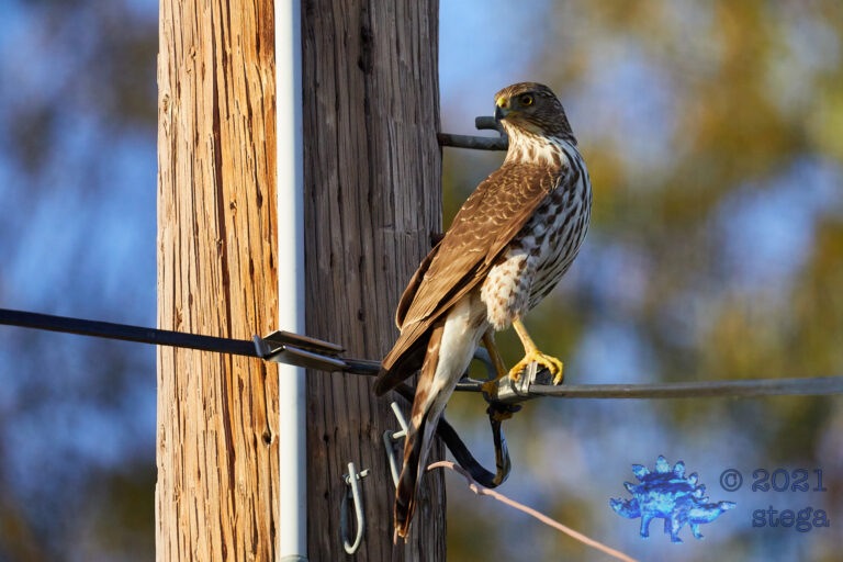 Cooper’s Hawk