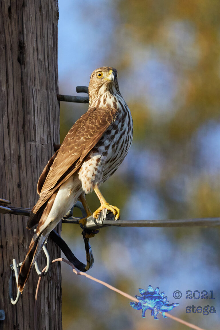 Cooper’s hawk