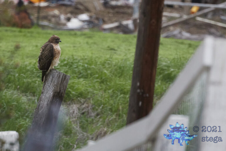 Red-Tailed Hawk