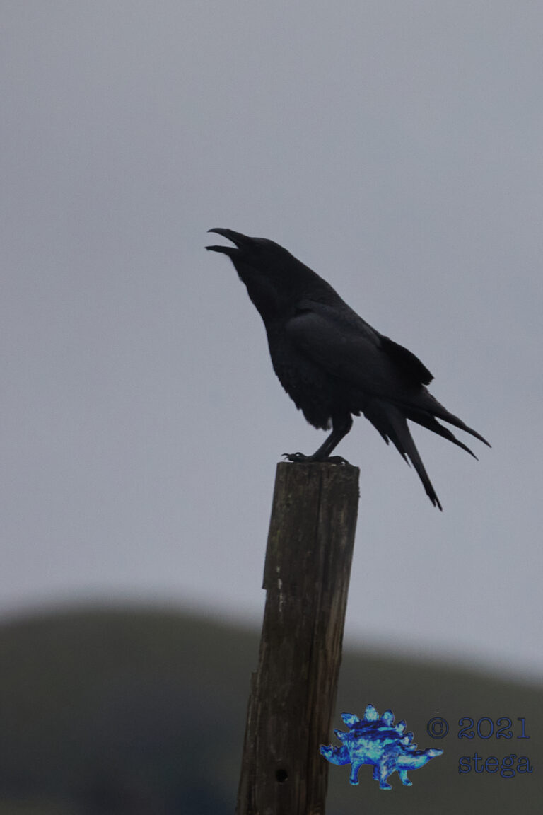 Raven
